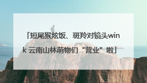 短尾猴炫饭、斑羚对镜头wink 云南山林萌物们“营业”啦