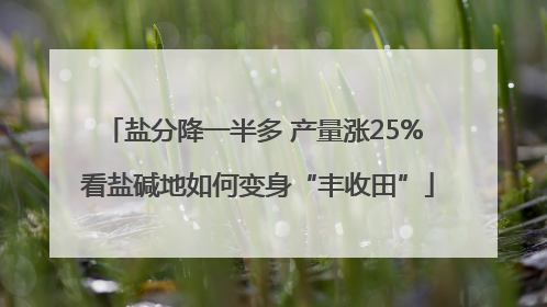 盐分降一半多 产量涨25% 看盐碱地如何变身“丰收田”