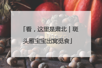 看，这里是肃北｜斑头雁宝宝出窝觅食
