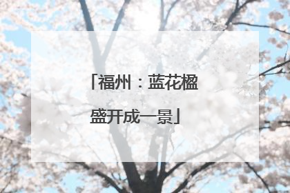 福州：蓝花楹盛开成一景
