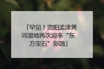 罕见！洛阳孟津黄河湿地再次迎来“东方宝石”彩鹮