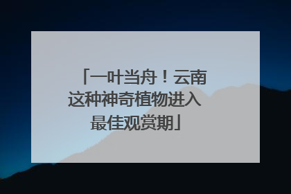 一叶当舟！云南这种神奇植物进入最佳观赏期