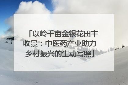 以岭千亩金银花田丰收景：中医药产业助力乡村振兴的生动写照