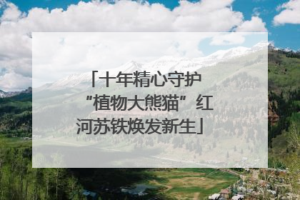 十年精心守护 “植物大熊猫”红河苏铁焕发新生