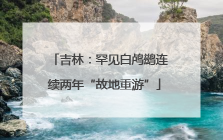 吉林：罕见白鸬鹚连续两年“故地重游”