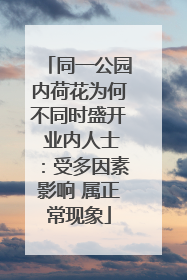 同一公园内荷花为何不同时盛开 业内人士：受多因素影响 属正常现象
