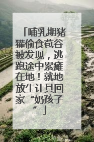 哺乳期猪獾偷食苞谷被发现，逃跑途中累瘫在地！就地放生让其回家“奶孩子”