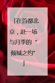 在首都北京，赴一场与月季的“倾城之约”