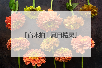 宿来拍丨夏日精灵