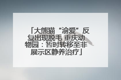 大熊猫“渝爱”反复出现脱毛 重庆动物园：暂时转移至非展示区静养治疗