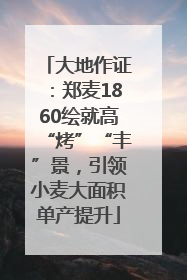 大地作证：郑麦1860绘就高“烤”“丰”景，引领小麦大面积单产提升