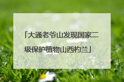 大通老爷山发现国家二级保护植物山西杓兰