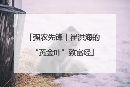 强农先锋丨崔洪海的“黄金叶”致富经