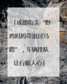 成都街头“野鸡妈妈带崽过马路”，车辆排队让行暖人心