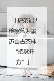 护茶记！检察蓝为景迈山古茶林 “把脉开方”