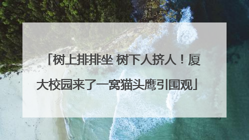 树上排排坐 树下人挤人！厦大校园来了一窝猫头鹰引围观