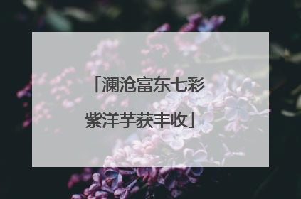 澜沧富东七彩紫洋芋获丰收
