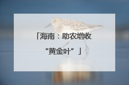 海南：助农增收 “黄金叶”