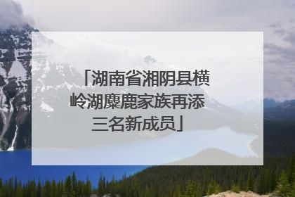 湖南省湘阴县横岭湖麋鹿家族再添三名新成员