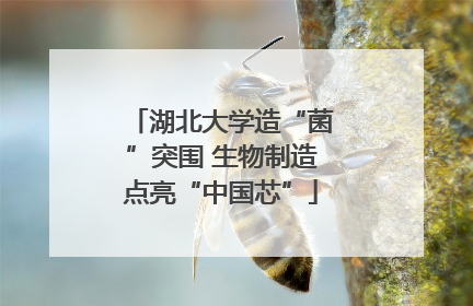 湖北大学造“菌”突围 生物制造点亮“中国芯”