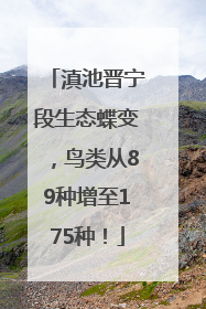 滇池晋宁段生态蝶变，鸟类从89种增至175种！