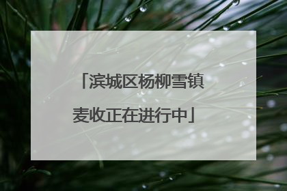 滨城区杨柳雪镇麦收正在进行中