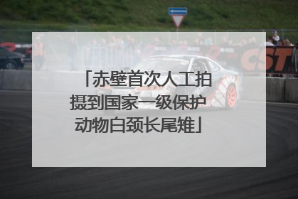 赤壁首次人工拍摄到国家一级保护动物白颈长尾雉