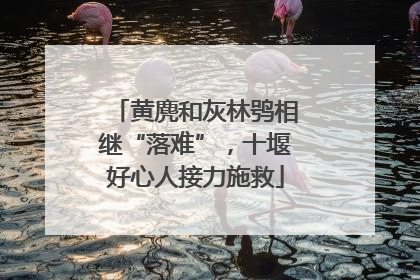 黄麂和灰林鸮相继“落难”，十堰好心人接力施救